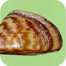 Image of zebra mussel