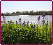 Photo of Lupines on the levee.