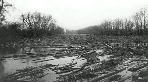 Logs on a river