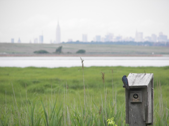 View of grassy marshes with a city skyline in the far background