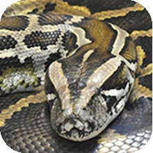 Image of burmese python