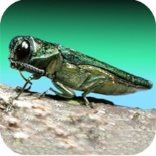 Image of emerald ash borer