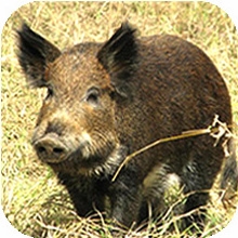 Image of feral pig