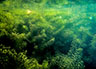 An underwater view of dense hydrilla beds in the Erie Canal.