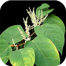 Image of japanese knotweed