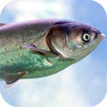 Image of silver carp