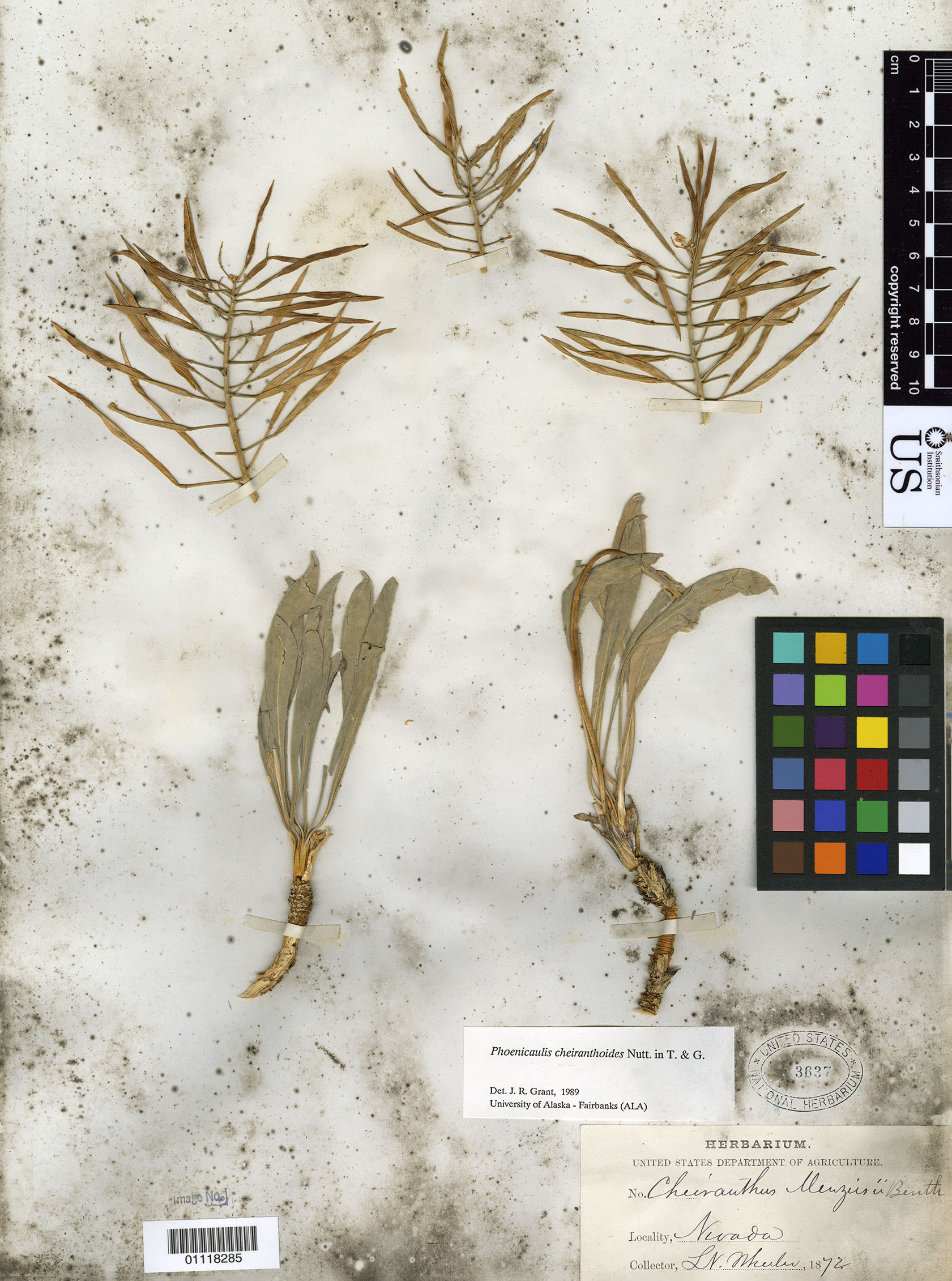 Page with several small plant specimens affixed